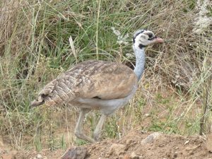 Bustard, White-bellied