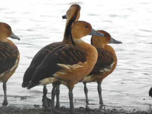 Duck, Fulvous Whistling