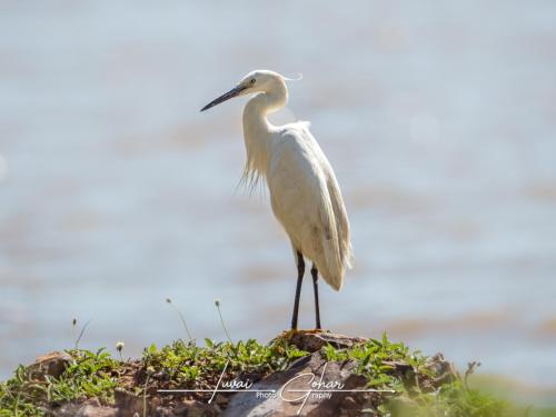 Egret