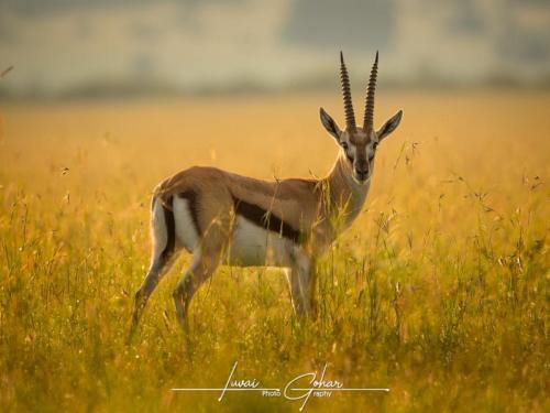 Gazelle, Thomsons