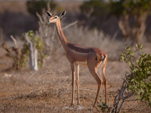 Gerenuk