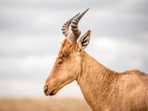 Hartebeest