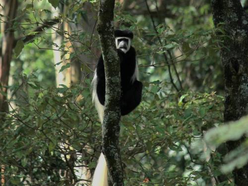Monkey, Colobus
