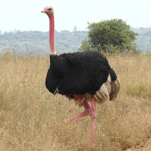 Ostrich, Common