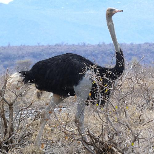 Ostrich, Somali