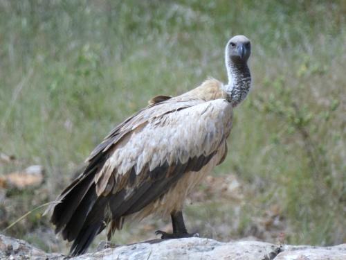 Vulture, White-backed