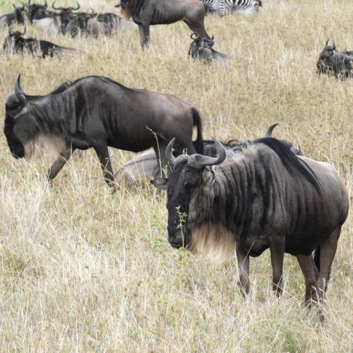 Wildebeest, Blue