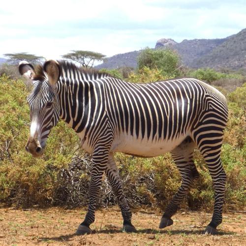Zebra, Grevy's